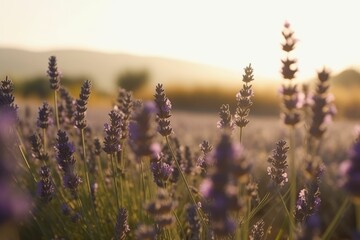 Field of lavender. Generative AI.