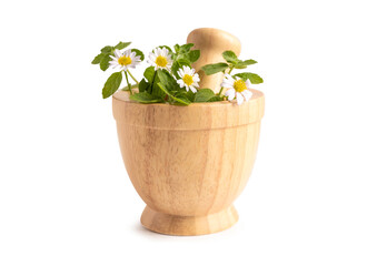 Alternative medicine herbal organic, drug with herbs flower and leaf natural supplements for...