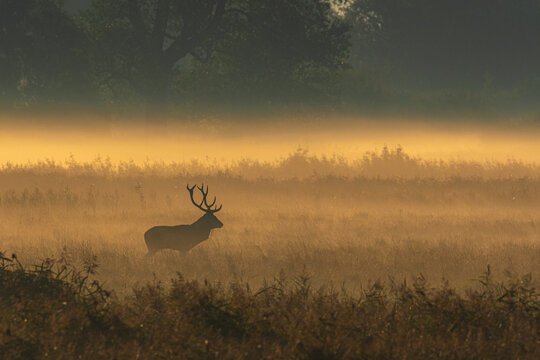 Rothirsch im Morgennebel