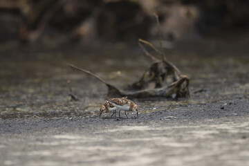 common sandpiper Standing around the lake surrounded by beautiful green trees
