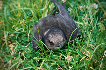 The common swift (Apus apus) has fallen into the grass and cannot take off without assistance. Bird in trouble