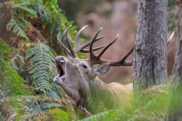 R&ouml;hrender Hirsch