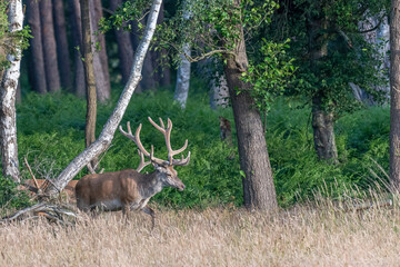 Rothirsch in der Wiese