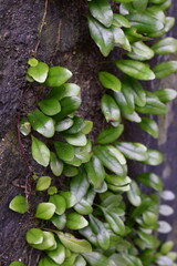 freshness Pyrrosia (fern) climbing on the old wall