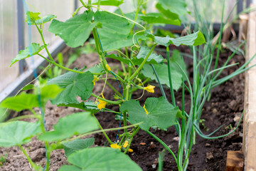Cucumbers in the garden in the phase of flowering and the formation of ovaries. Strong seedlings of vegetables