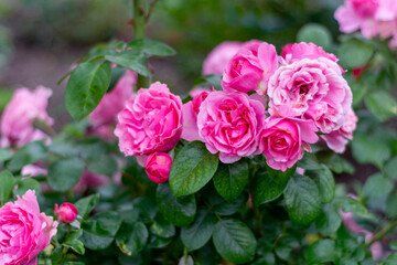 Roses in the garden. Bush of bright flowers in the garden in summer after rain