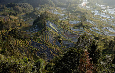 Paisaje terrazas de arroz de Yuanyuang, Yunnan, China