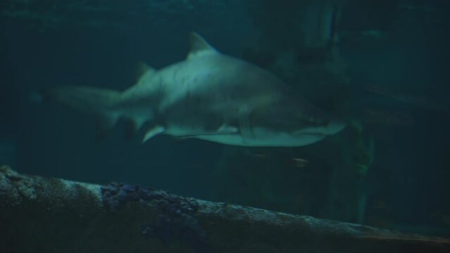 The sand shark Odontaspididae slowly swims along the wreckage on the bottom.