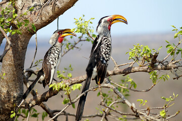 Toko bird, Kruger National Park, South Africa