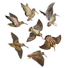  oiseau, volant, bécasse des forêt, bec, ailes, mouvement, figure, position, vol, gibier, chasse, animal, sauvage, chasseur, ciel, fond blanc