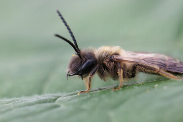 Detailed closeup on a male of the rare Trimmers mining bee, Andrena trimmerana
