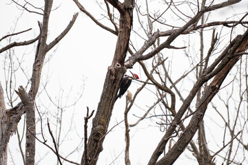 Pileated Woodpecker on tree trunk