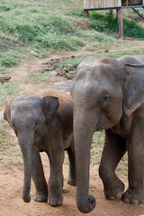 Fototapeta premium Elephants in Thailand 