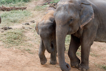 Mama and baby elephant 