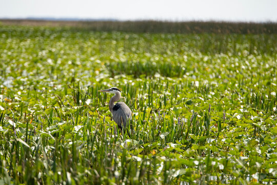 Blue Herron on grass