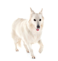 White Swiss Shepherd Dog