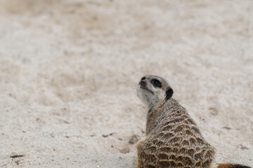 Obraz premium meerkat on guard looking behind whilst on sentry duty against a sandy backdrop