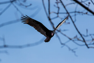turkey vulture flying