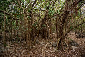 Banyan tree, Mauritius. Aerial roots develop from branches to enable tree spread.