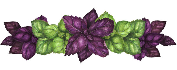 Vegetarian garland with fresh green and violet basil leaves. Botanical watercolor illustration.