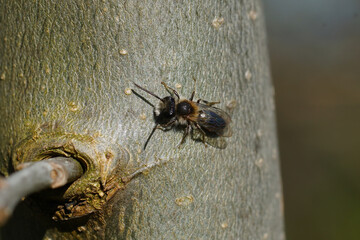 Closeup on a male mellow miner bee, Andrena mitis warming up on a piece of wood