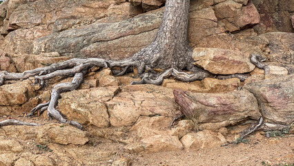 Fototapeta na wymiar trees and roots growing through the rocks