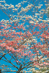 Pink and White Dogwoods Intertwined Against Blue Sky Vertical Format