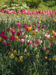 field of tulips