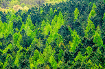 landscape with a mixture of trees near alabama highway 431 in Calhoun County, near Anniston, Alabama, USA