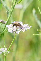 closeup the brown black honey bee hold on coriander flower with plants and leaves in the farm soft focus natural green brown background.