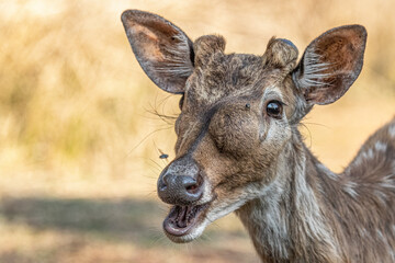 A Spotted Deer with a blister on its face