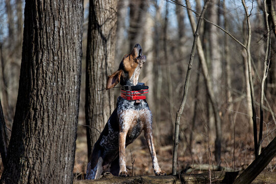 Bluetick hound dog howling in the woods.