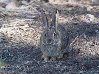 Cottontail rabbit