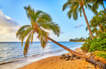 Obraz na płótnie Canvas Morning Light on Isolated Palm Tree