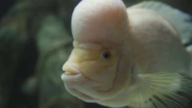 A fish with a big head Amphilophus citrinellus looks at me in close-up.