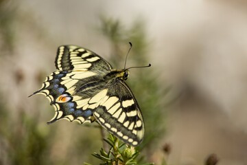 Mariposa papilio machaón o cola de golondrina amarilla común con bonito bokeh
