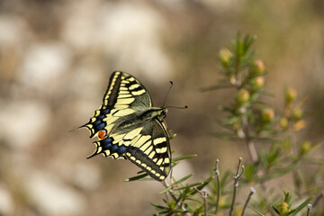 Mariposa papilio machaón o cola de golondrina amarilla común con bonito bokeh