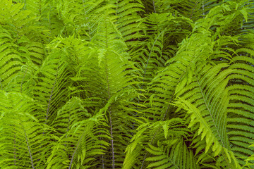 Ostrich feather fern green leaves. Natural plants.