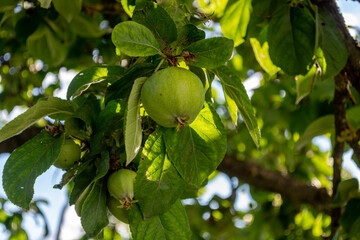 Apples  on a branch in the rays of light in the garden in summer. Growing fruits for a healthy diet. Bokeh, soft focus