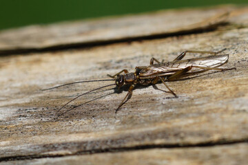 Closeup on a spring or brown stonefly, Nemoura cinerea, sitting on wood
