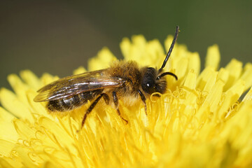 Detailed Closeup on a female female grey-gastered mining bee, Andrena tibialis sitting on a yellow dandelion flower