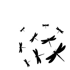 Obraz na płótnie Canvas Dragonflies
