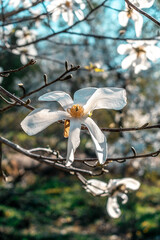 White magnolia flowers on a branch in the sun.