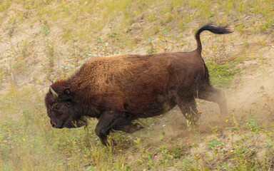 Wood Bison cow (Bison bison athabascae) running down a slope, Canada © Chris