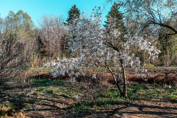 A tree with white flowers in the foreground with a forest in the background.