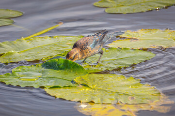 Rusty blackbird (Euphagus carolinus) in winter plumage foraging between the floating leafs of waterlilies
