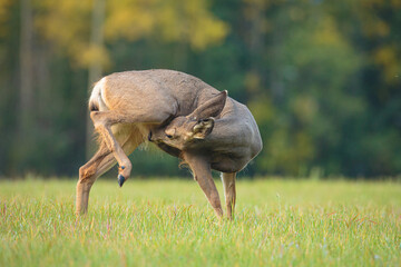 Obraz na płótnie Canvas Mule Deer doe (Odocoileus hemionus) grooming itself 