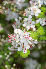 Crataegus marshallii tree covered in white flowers.