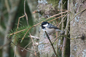 Coal Tit in fir tree