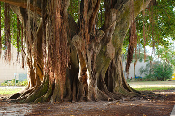 banyan Tree early morning sun in St. Petersburg, FL, Brown trunk and roots  with bright light and...